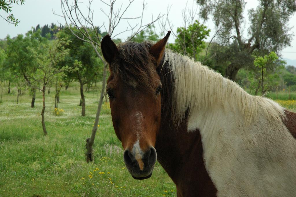 Agriturismo Fontelisa Villa Montiano  Buitenkant foto